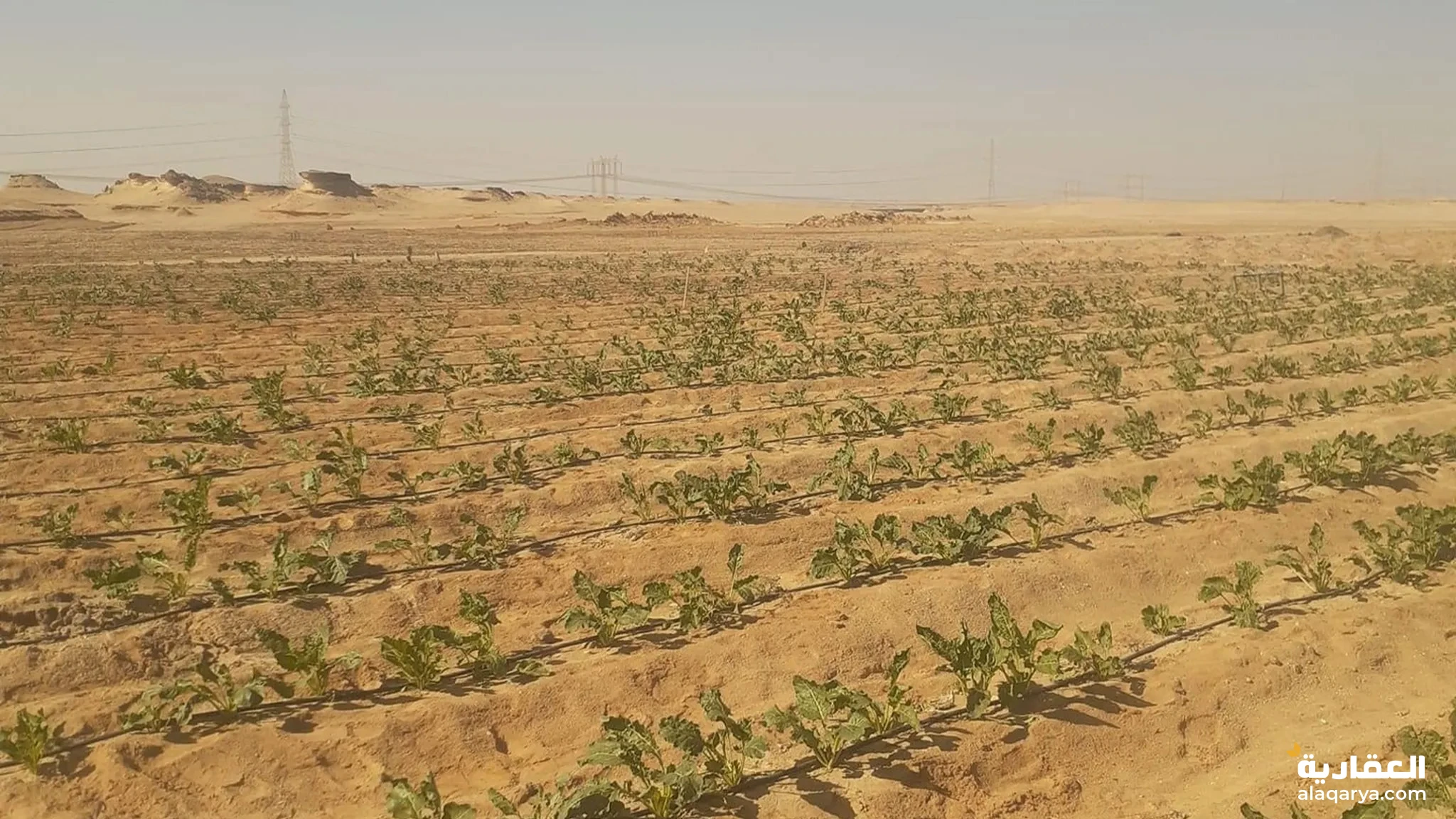 #ارض زراعية كامله المرافق للاستثمار