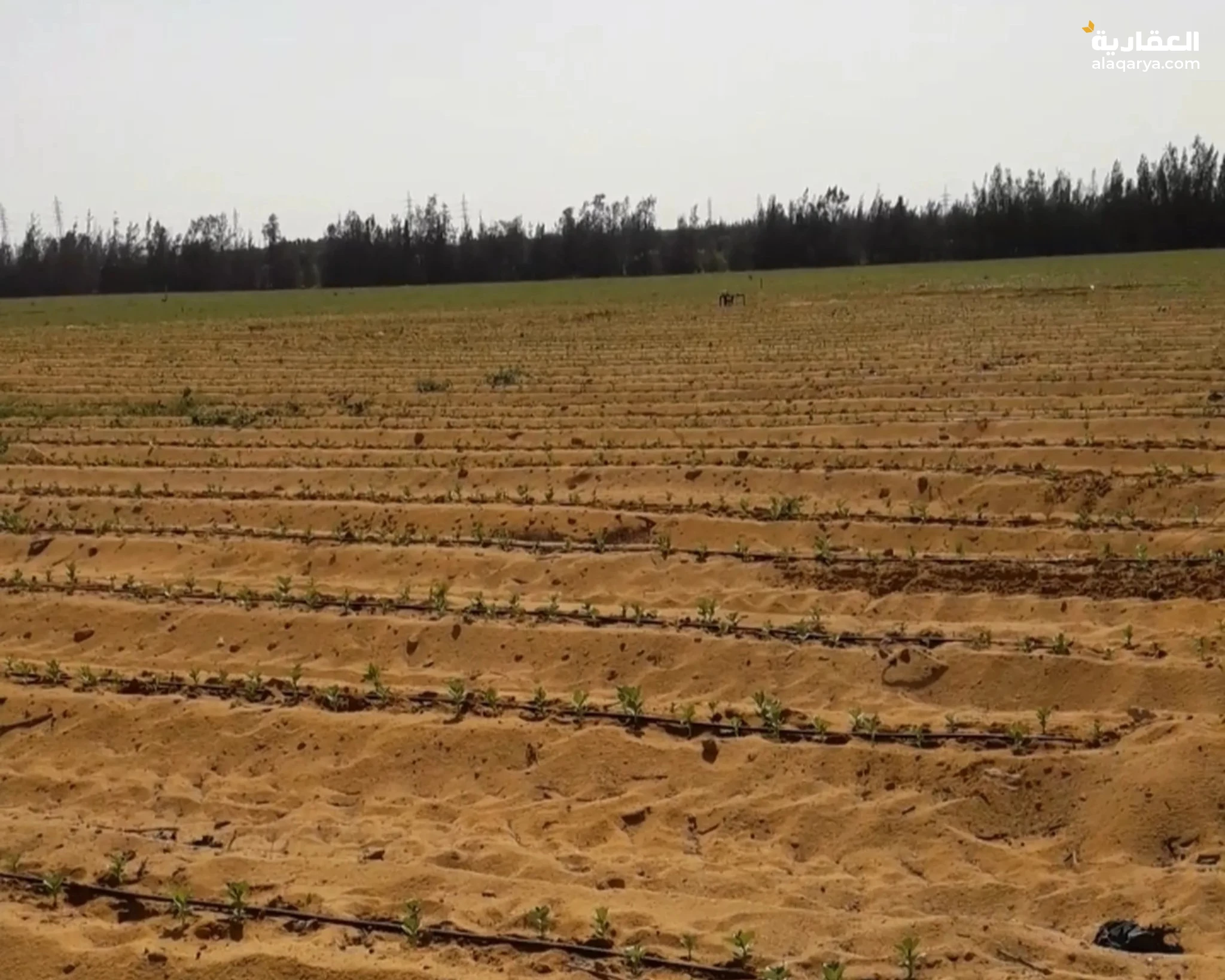 #مزرعه19فدان فى وادى النطرون للبيع