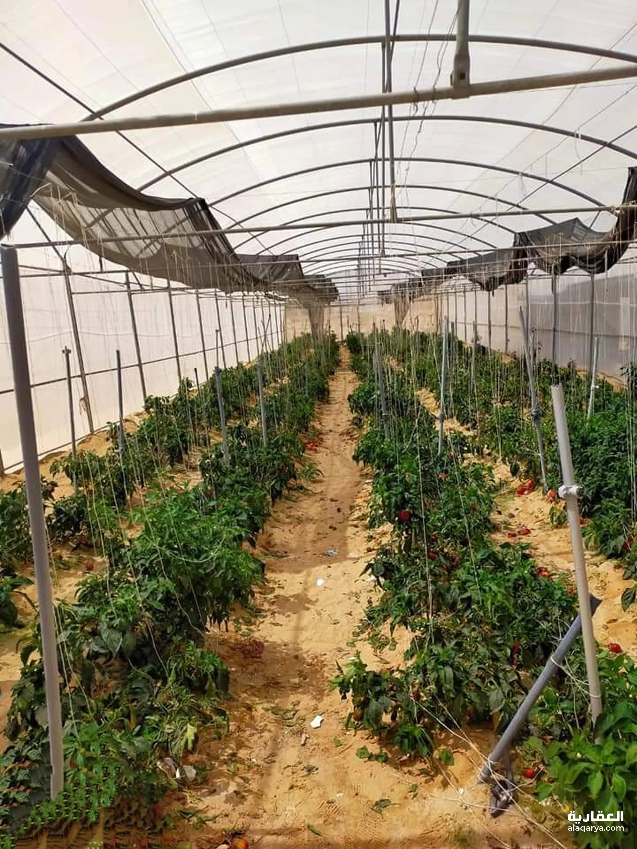 #6صوب زراعيه