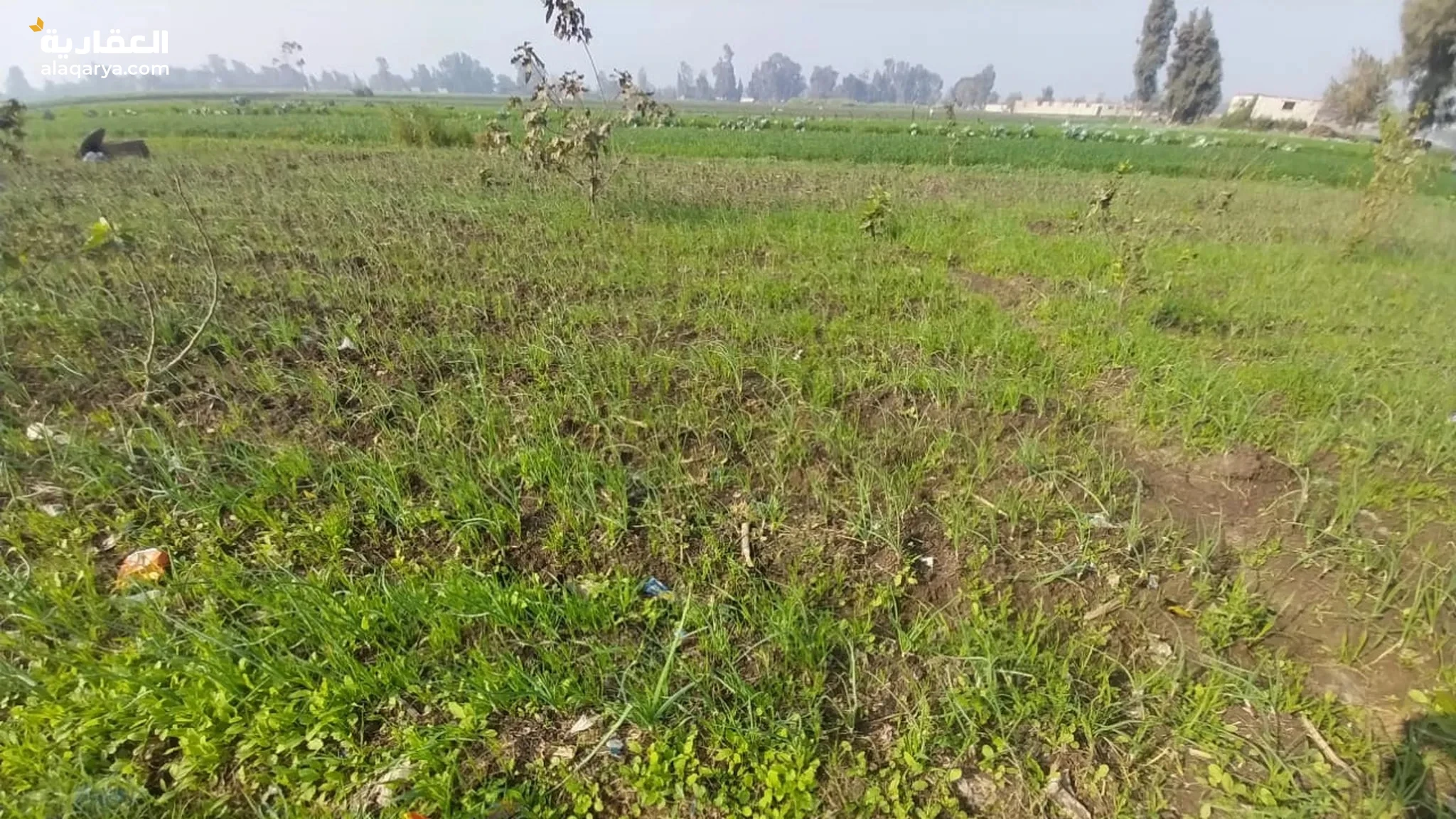 #أرض زراعة للبيع في بنها