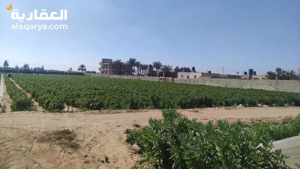#ارض زراعية كيلو 7 الاسماعيلية بجانب مدرسة طابا للبيع