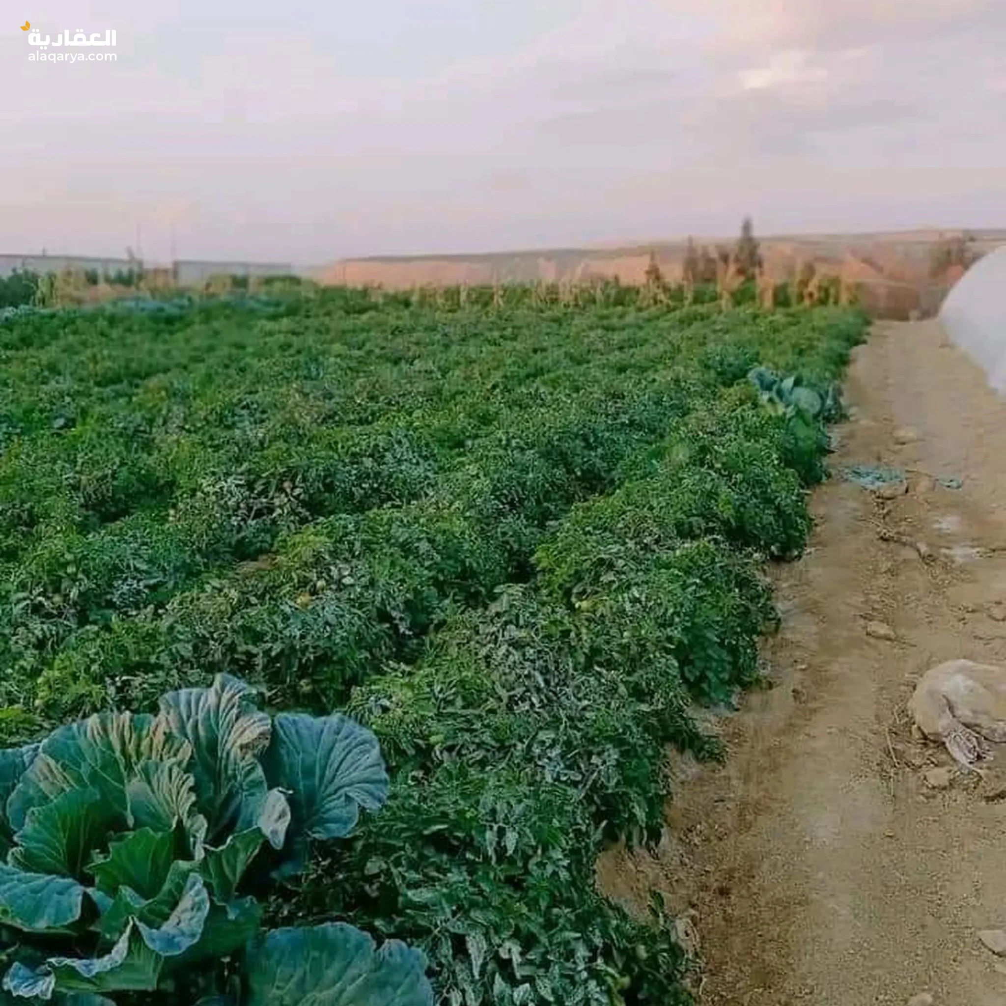 #قطعه ارض زراعيه للبيع