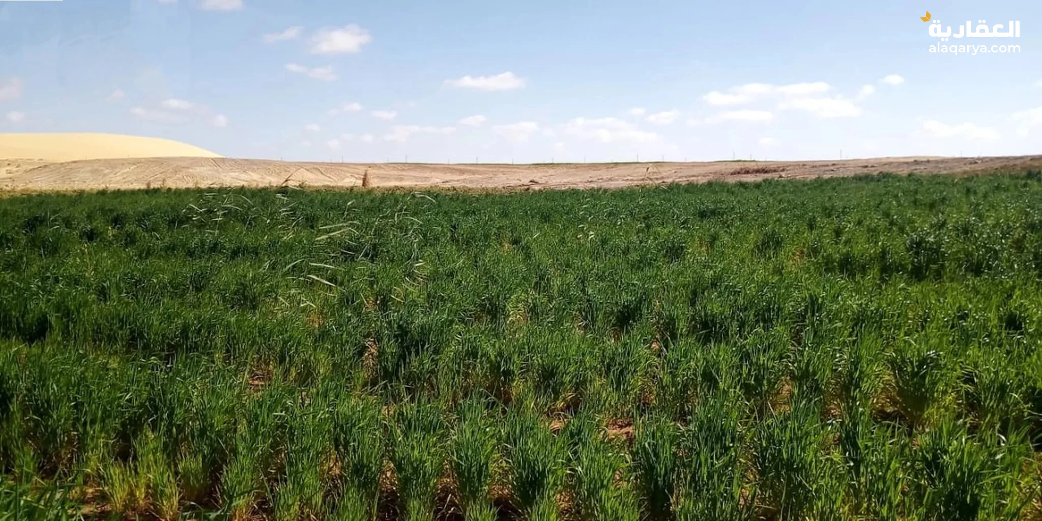 #قطعة ارض زراعية