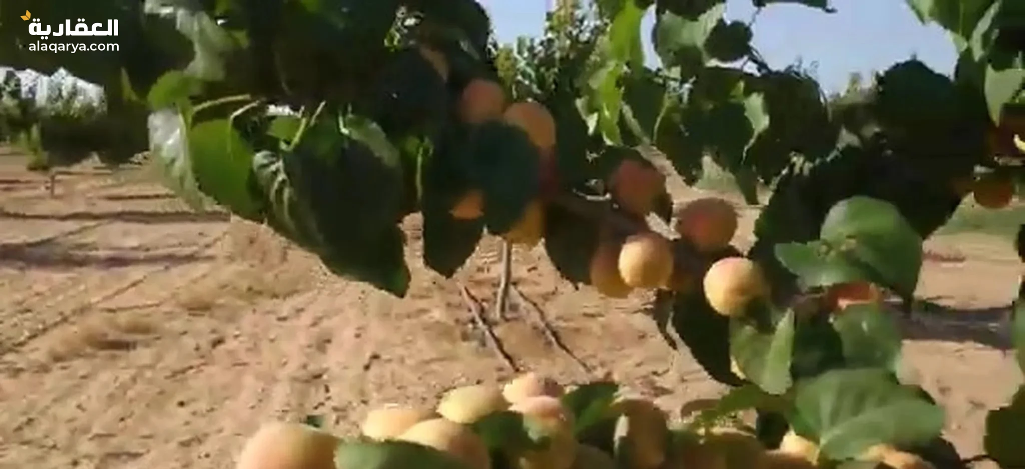 #مزرعة 5 فدان تشجير مشمش ، ملك ، على أسفلت ، الكيلو 75 طريق مصر أسكندرية الصحراوي