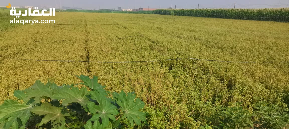 ارض زراعية للبيع