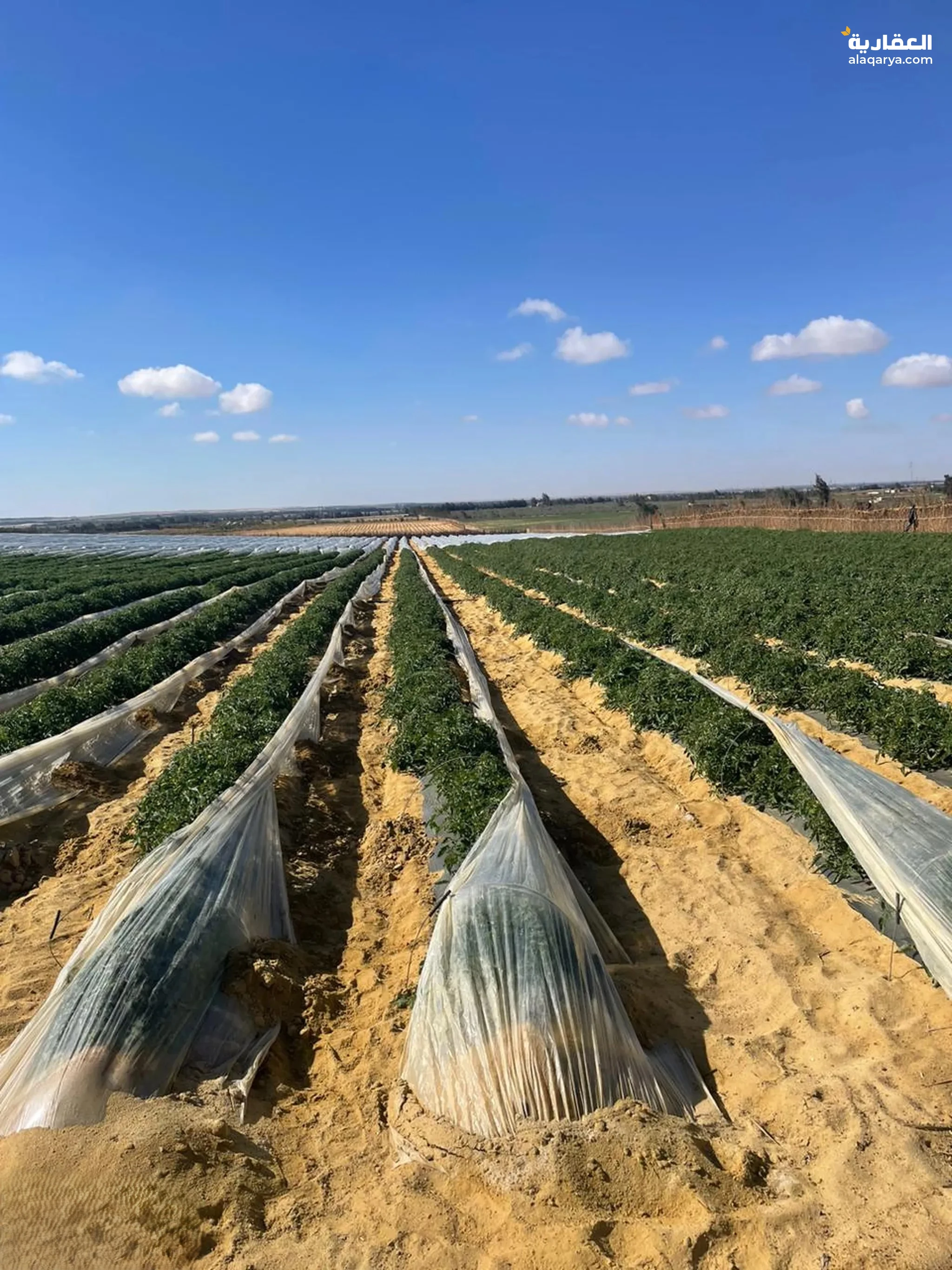 #مزرعه17فدان فى وادى النطرون