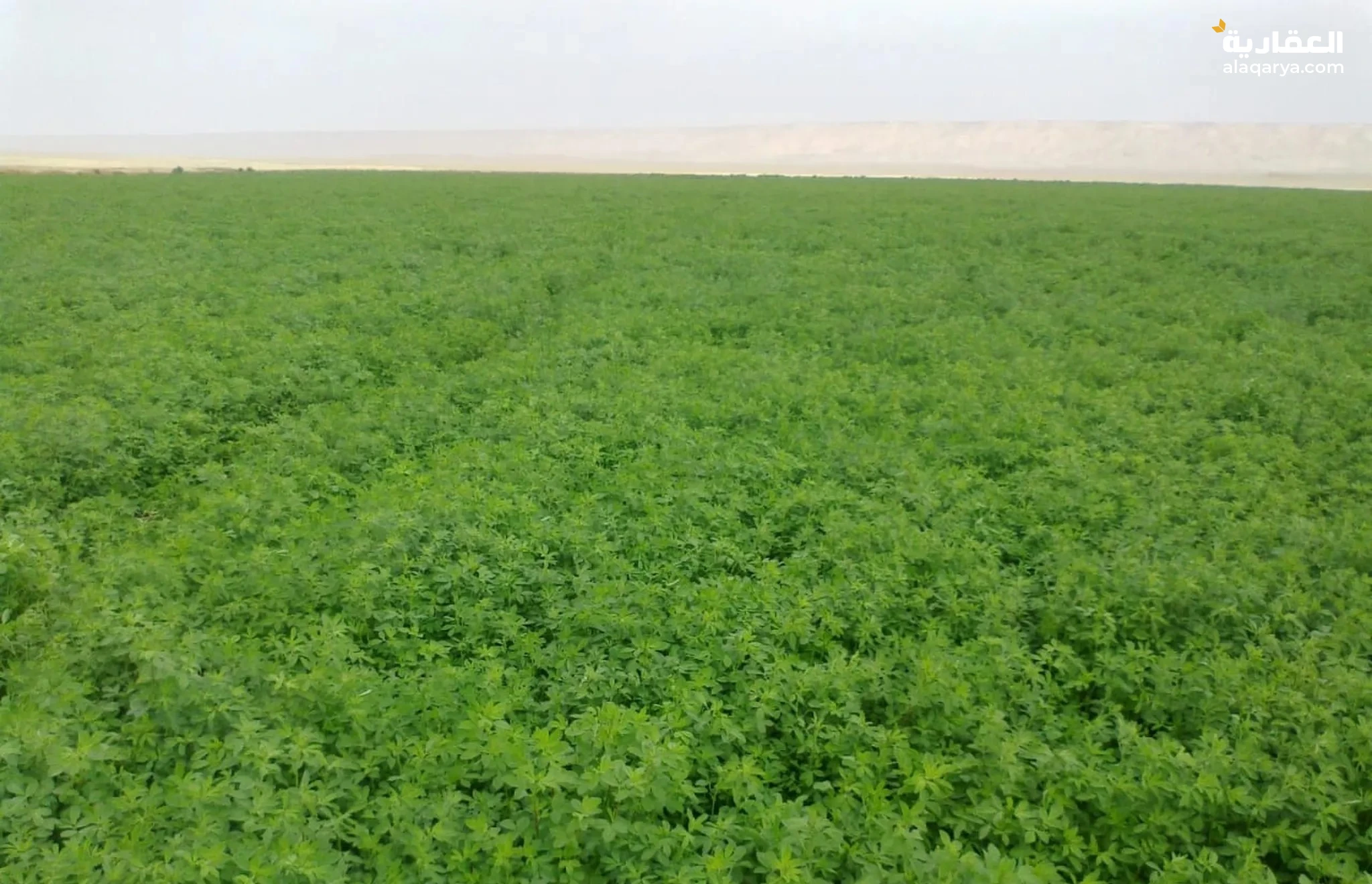 #للبيع مزرعة 100 فدان بالوادي الجديد