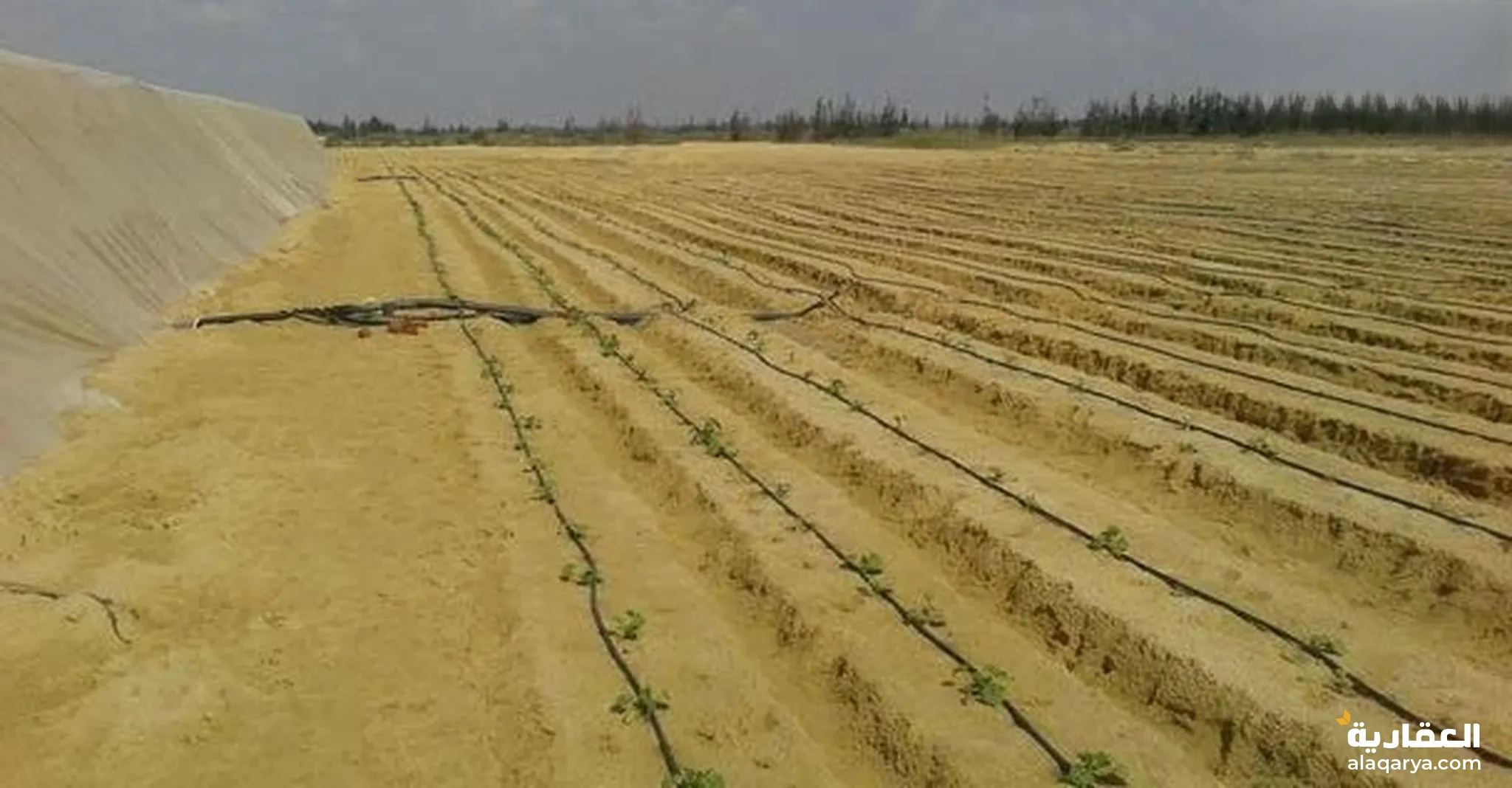 #أرض مستصلحه خمسة فدان للبيع فى السويس