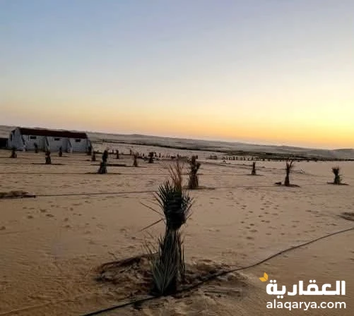 ارض للبيع 2.5  فدان مزروعة نخيل مجدول