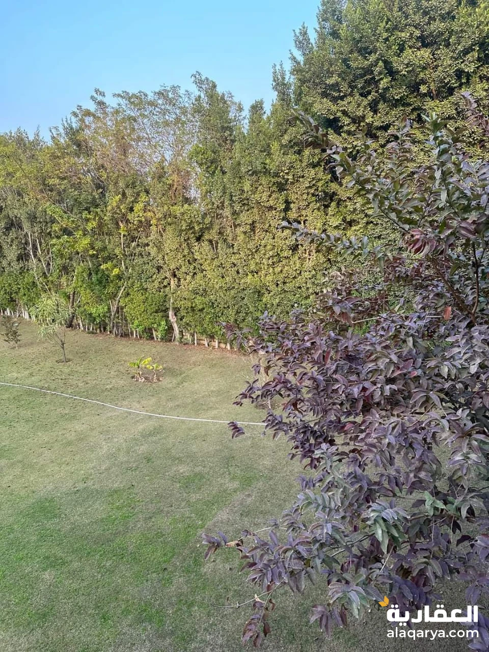 فدان بجمعية احمد عرابي