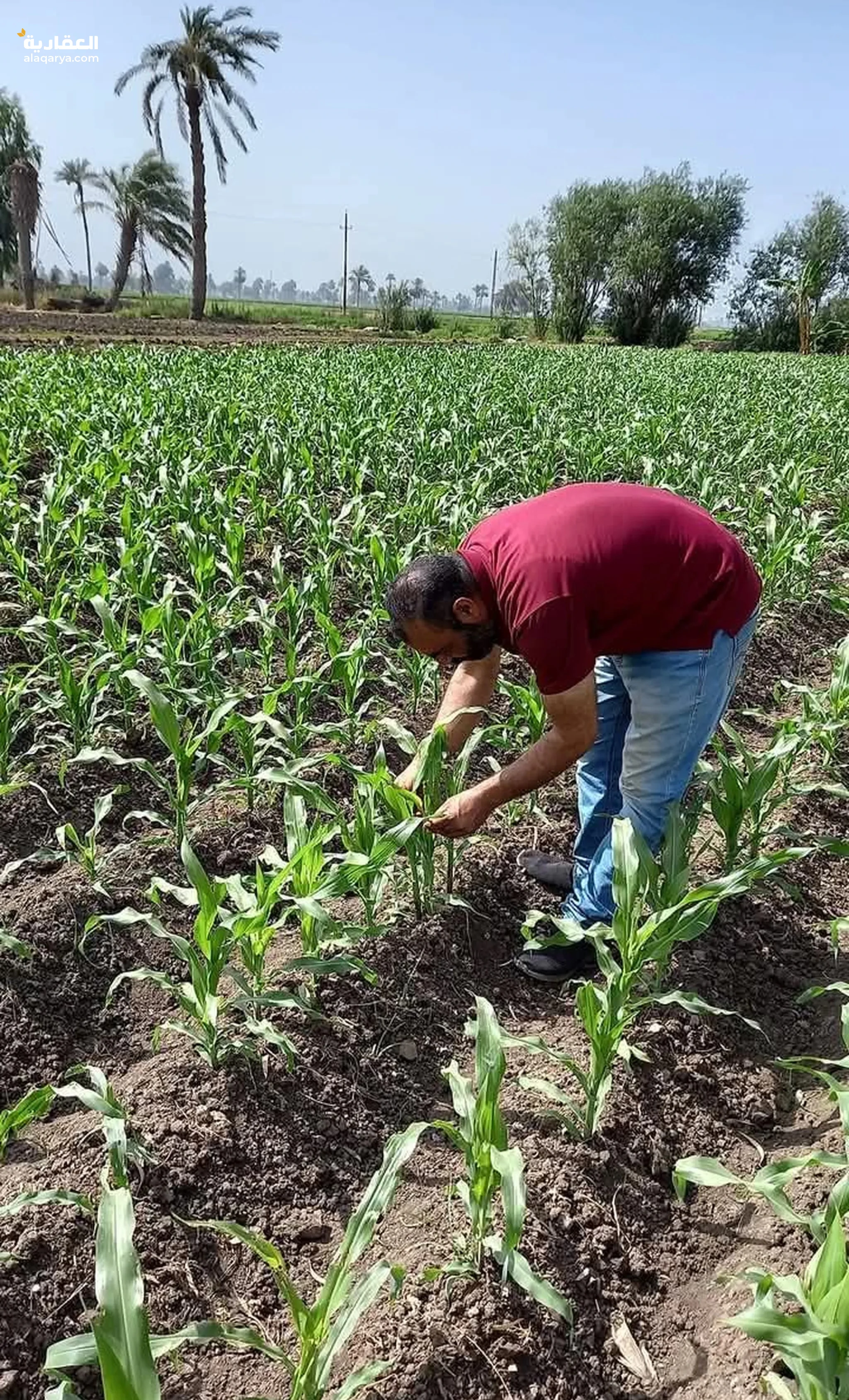 #مزعه 8فدان موقع حيوي علي الاسفلت بجوار الارياف والخدمات