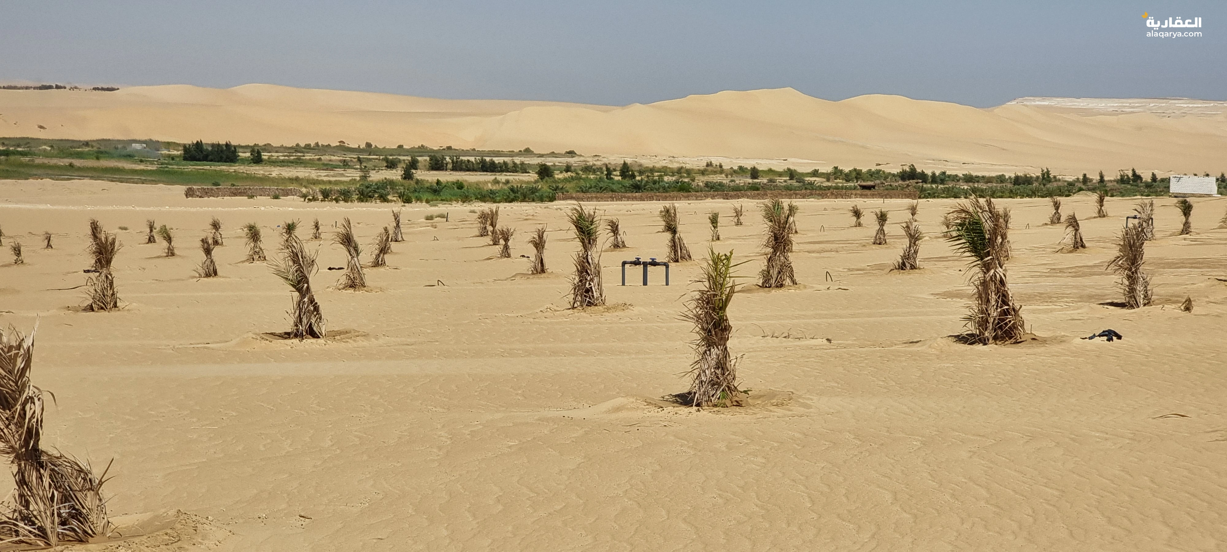 ارض للبيع 5 فدان مزروع نخيل سيوى