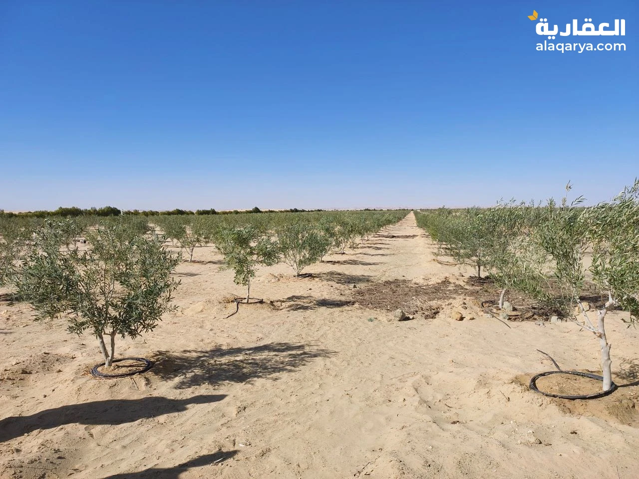 500,000 جنية ارض للبيع 2.5  فدان زيتون مراقي