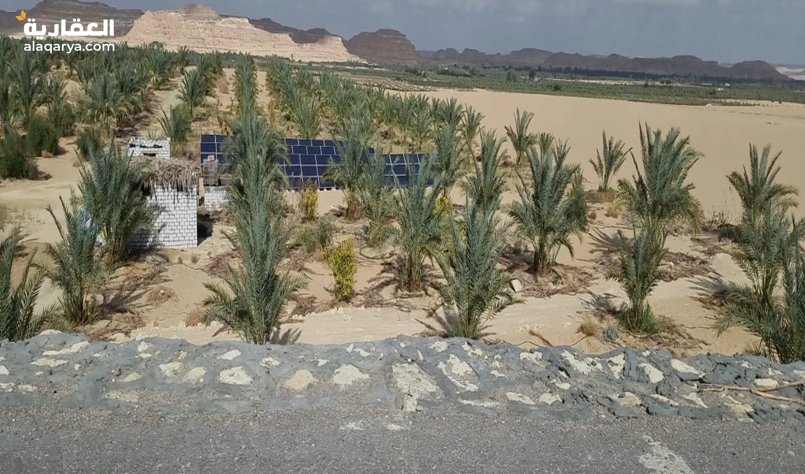 ارض للبيع 5 فدان مزروع نخيل مجدول