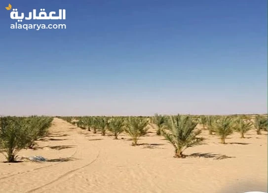 600,000 جنية ارض للبيع 2.5  فدان مزروعة نخيل سيوى