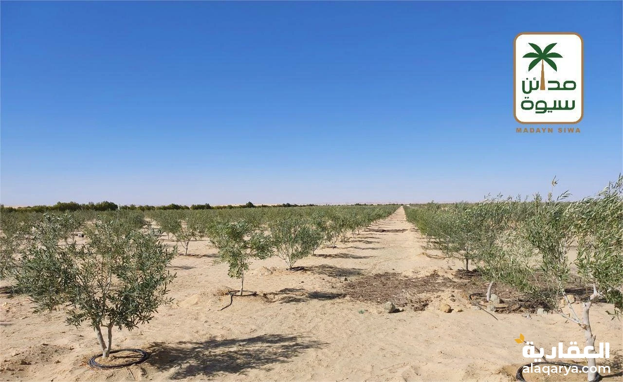 ارض للبيع 5 فدان زيتون مراقي