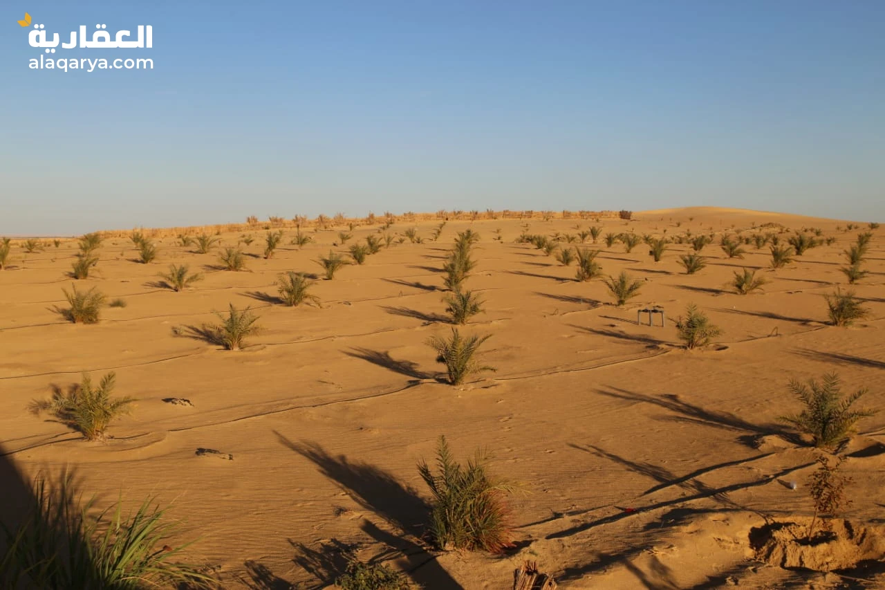 استثمر الان في 5 فدان نخيل مجدول بواحة سيوة