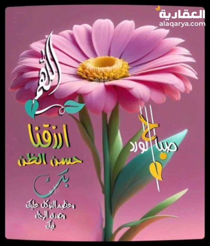 صقر قريش المعادي الجديده