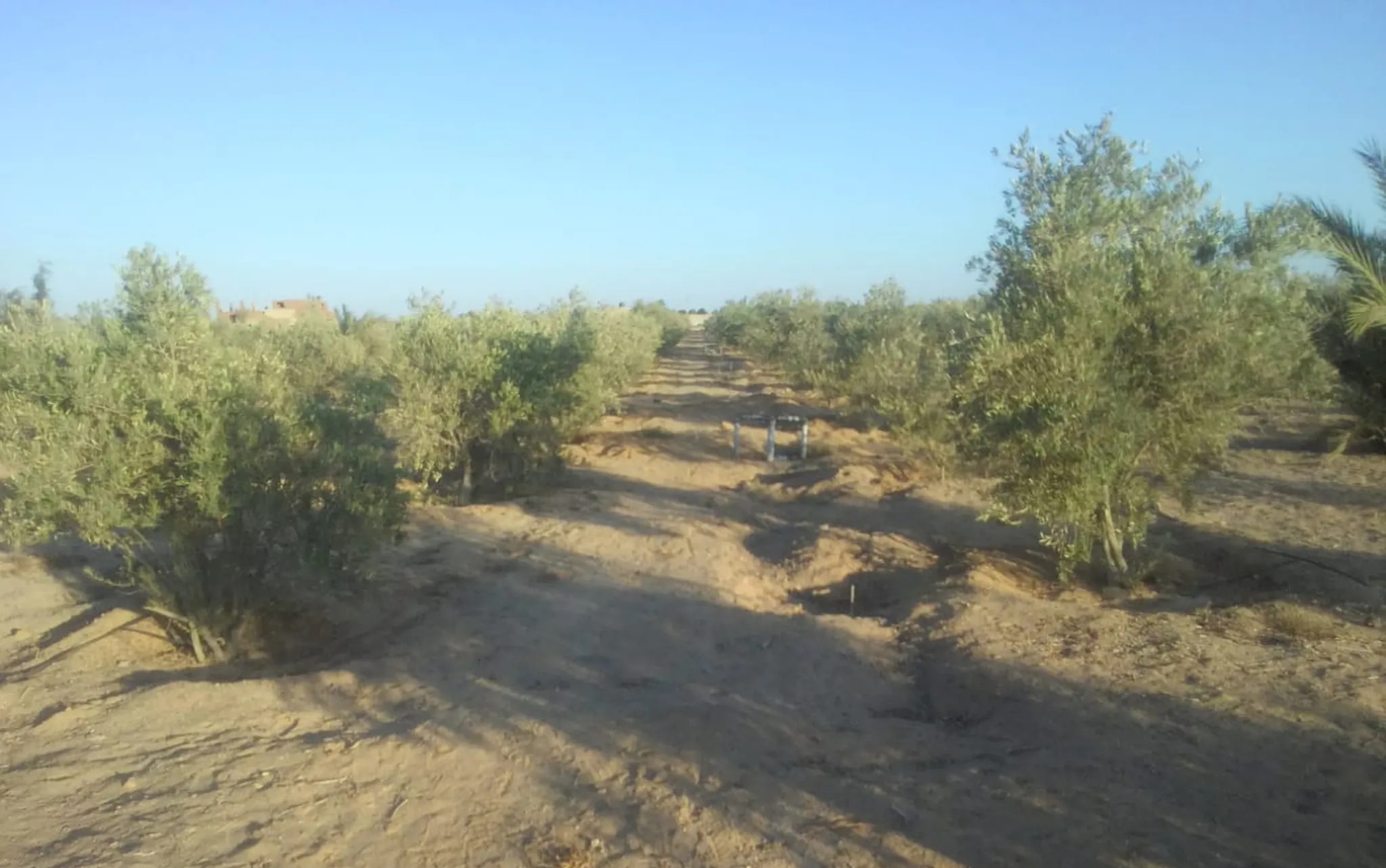 #خمسة فدان زاتون للبيع فى السويس