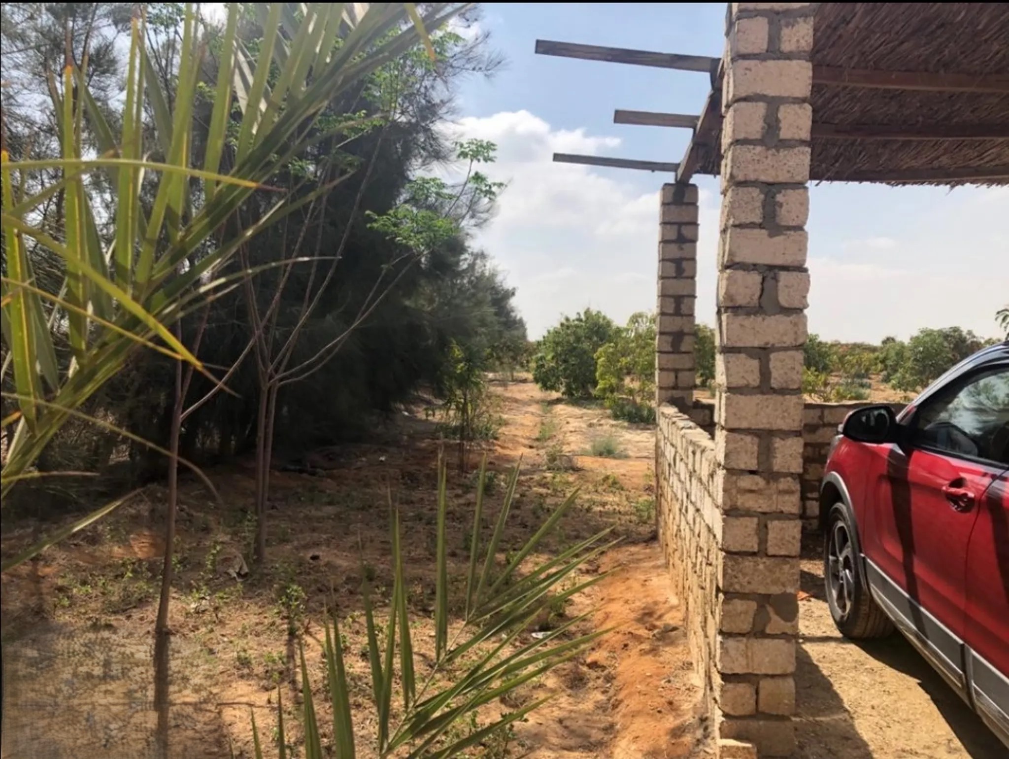 #مزرعه ماجو و نخيل و زيتون فدان و نصف مثمره للبيع في قريه محمد عبده سويس