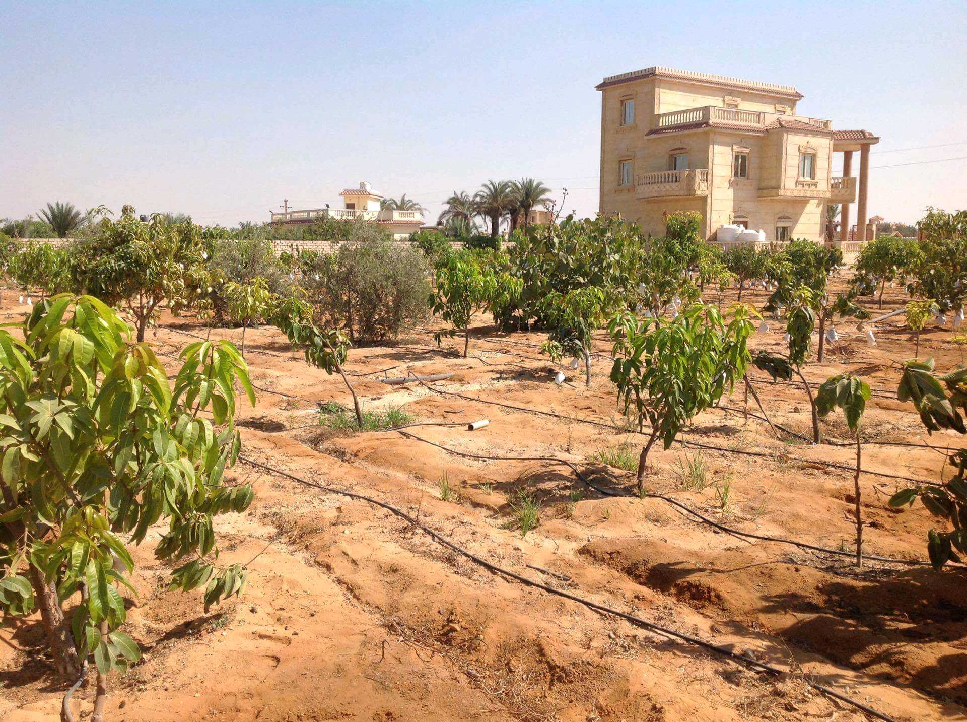 الريف الاوربي فيينا ٦٣ مدينه سفنكس