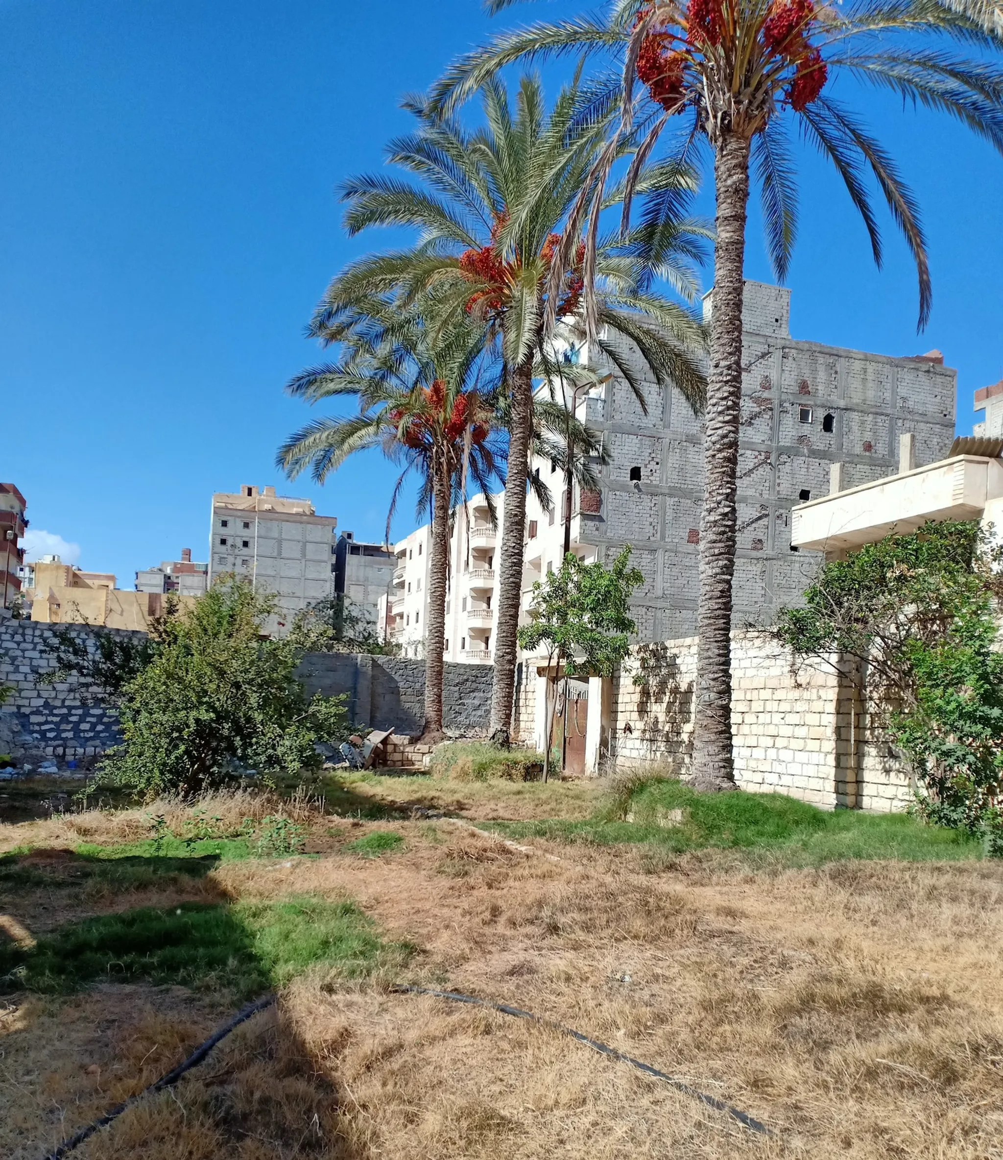 #قطعة ارض للبيع بالهانوفيل الإسكندرية مساحة 988م2 بالقرب من الشاطىء شاملة المياه والكهرباء محاطة بسور