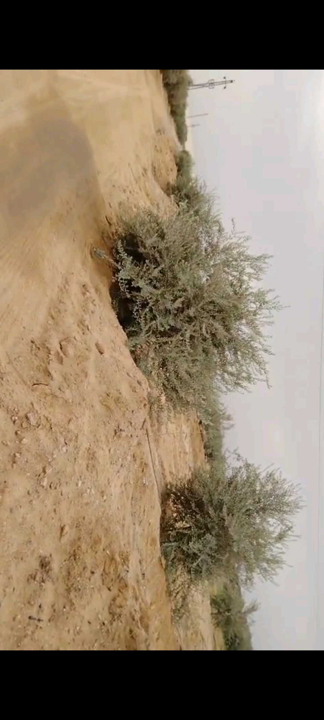 مزرعة زيتون للبيع في المنيا سمالوط مدق البترول