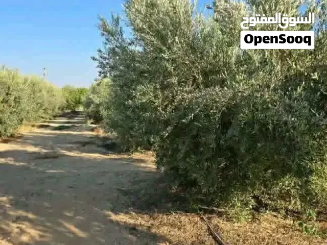 للبيع 75 فدان ملك نهائي ري بحاري كهرباء ومياه شرب مزروعين بالكامل وبها فيلا وحظيرة مواشي تصلح لكافه