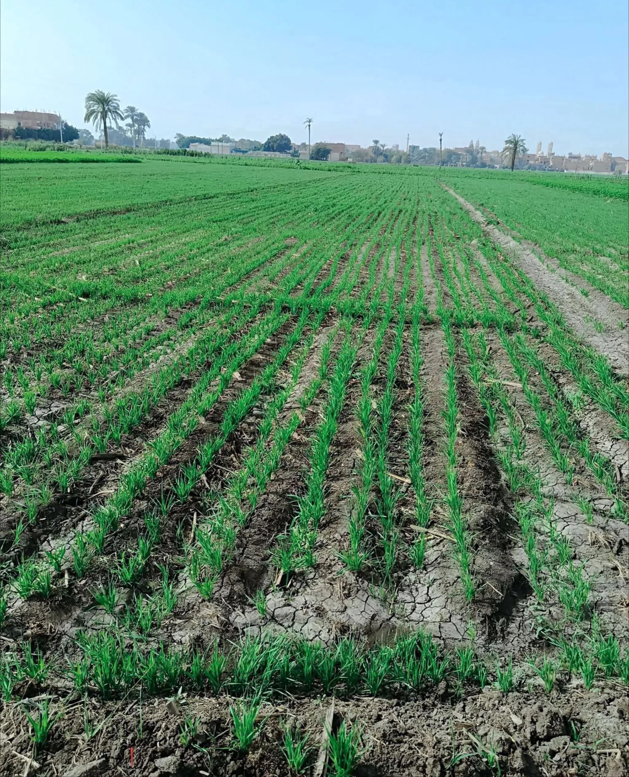 #اراضي للبيع