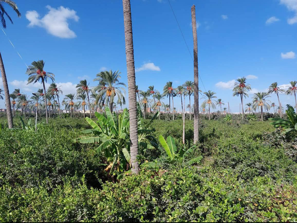 🔥 فرصة استثمار زراعي عملاقة – داخل نطاق محافظة الإسكندرية 🔥📍 الموقع:محور المعمور